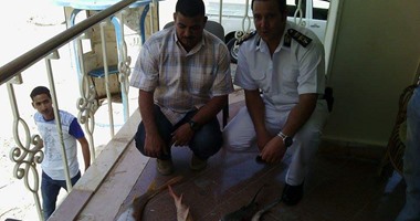 شرطة البيئة ومحميات البحر الأحمر تضبط 4 أسماك قرش داخل محل بالغردقة