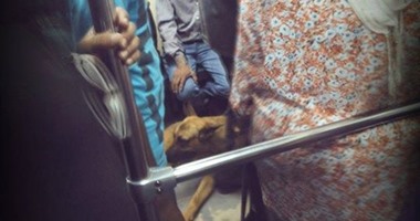 طالب بجامعة حلوان يصطحب "كلب" داخل المترو