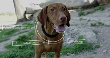 طوق كلب يمكنه تتبع معدل ضربات القلب والعلامات الحيوية لحيوانك الأليف