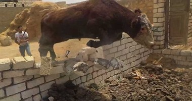 مصرع مزارع نطحه " ثور" أثناء تقديم الطعام له بسوهاج