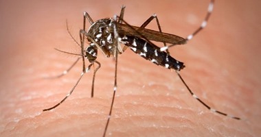 10 نصائح هامة من معهد تكنولوجيا الأغذية لمقاومة الحشرات بطرق طبيعية