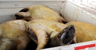 بالفيديو.. تجار يصيدون السلاحف البحرية المحرم صيدها دوليًا بالإسكندرية