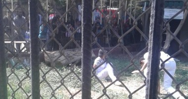 بالصور.. رجل وامرأة يدخلان قفصا بحديقة الحيوان هربا من المجتمع