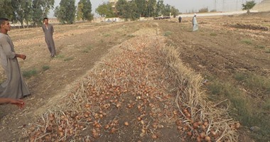 "الزراعة": تصدير 7 آلاف طن بصل إلى الهند خلال 3 أسابيع