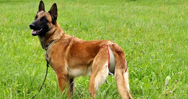 تدريب 8 كلاب على اكتشاف مرضى كورونا فى أجاكسيو الفرنسية