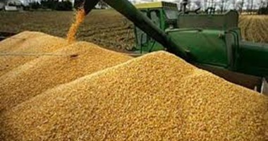الحكومة المصرية ترفض 40 ألف طن من القمح البولندى والكندى بسبب فطر الإرجوت