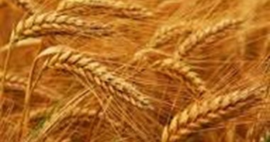 انخفاض أسعار القمح عالميا بنسبة 7.9% مقارنة بالعام السابق