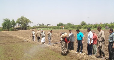 زراعة الشرقية تشن حملة لإزالة مشاتل الأرز فى منيا القمح