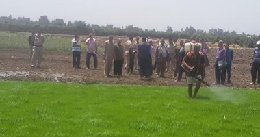 ري القليوبية: رصد 102 فدان  أرز تم زراعتها بشكل مخالف وبدء الإزالة من اليوم
