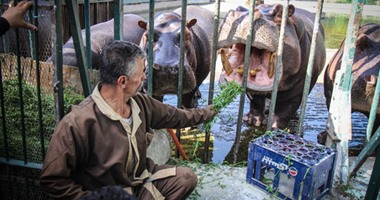 اشتباكات بين 8 حيوانات "سيد قشطة"بحديقة حيوان الفيوم فى احتفالات شم النسيم