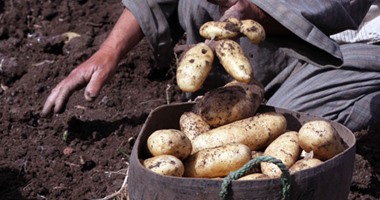 "الزراعة" تصدر حزمة نصائح للتعرف على البطاطس الملوثة بالمبيدات