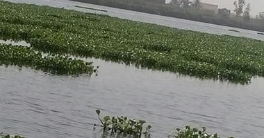 صحافة المواطن: بالصور.. انتشار ورد النيل فى مركز المحمودية بالبحيرة