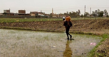 "الرى": تحصيل الغرامات من المخالفين لزراعة الأرز لتسببهم فى إهدار المياه