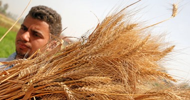 رئيس الاتحاد التعاونى الزراعى يطالب برفع سعر أردب القمح لـ450 جنيهًا