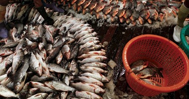 ضبط نصف طن أسماك بالغردقة محظور تصديره ونقله بقرار من المحافظ