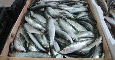 ضبط 90.8 طن أسماك منتهيه الصلاحية بالقليوبية