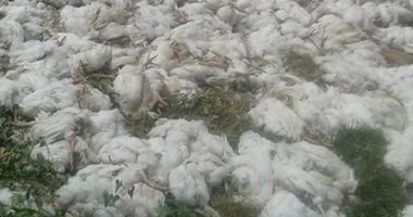 قارئ يرسل لـ"صحافة المواطن" صور لنفوق المئات من الدجاج فى محافظة البحيرة