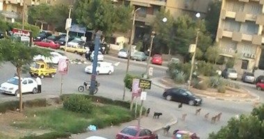 "صحافة المواطن".. الكلاب الضالة تثير رعب سكان شارع القبانى بمدينة نصر