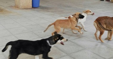 صحافة المواطن: بالصور.. تجول الكلاب داخل مرور برج العرب بالإسكندرية