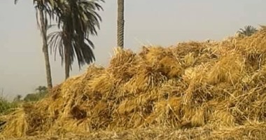 أهالى قرية الروضة بالمنيا يطالبون بنك التنمية الزراعى باستلام محصول القمح
