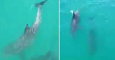بالفيديو.. ظهور نادر لأسماك الدولفين بالمدخل الجنوبى لقناة السويس