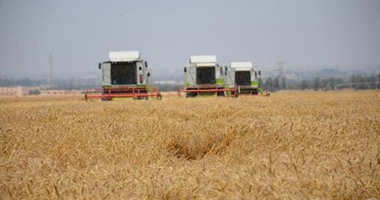 ارتفاع أسعار القمح الروسى مع تأخر حصاد المحصول المحلى