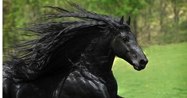 بالصور "فريدريك" أجمل حصان فى العالم.. ولديه 13 ألف متابع على "فيسبوك"