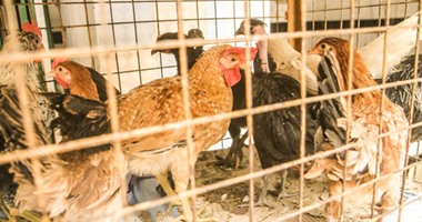 نفوق 38 ألف دجاجة بمزرعة تابعة للإصلاح الزراعى بالدقهلية