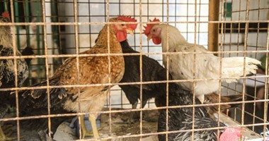 "الزراعة": حظر دخول الدواجن والطيور الحية إلى القاهرة والجيزة لمنع انتشار الأمراض