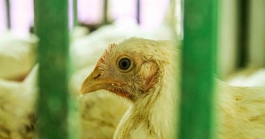 أطباء: حقن الدجاج بالهرمونات لا يسبب العقم.. والفورمالين لتطهير المزارع