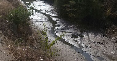 صحافة المواطن: بالصور.. نقص مياه الرى فى شبراخيت بالبحيرة يهدد محصول الأزر
