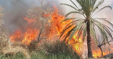 "الحماية المدنية" تسيطر على حريق نشب فى زراعات للنخيل بإدفو