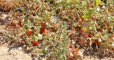 "زراعة الأقصر" رداً على تلف 8 آلاف فدان طماطم:المبيدات غير المرخصة السبب