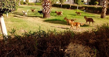 بالصور.. الكلاب الضالة تغزو الحدائق العامة وشوارع التجمع الخامس