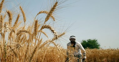 زراعة دمياط: حصاد 59 فدانا من محصول القمح