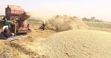قارئ يشارك "صحافة المواطن" بصور لموسم حصاد القمح فى الأقصر