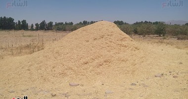 نقيب الفلاحين بجنوب سيناء يُطالب بتوفير شون لتخزين القمح وتسويقه