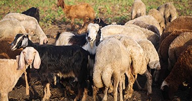 "بيطرى الشرقية" تحصن 89 ألف رأس ماشية من الأمراض الوبائية