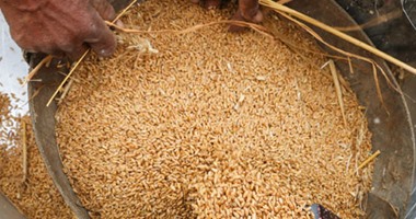 وزارة التموين: بدء استلام القمح المحلى من المزارعين اليوم