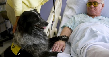 باحثون هولنديون يستخدمون الكلاب لاكتشاف الإصابة بسرطان الأمعاء