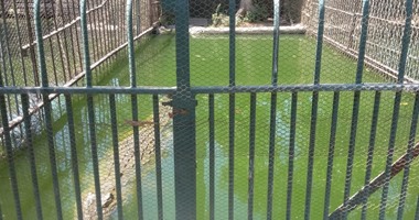 بالصور.. التماسيح وسيد قشطة تسبح فى مياه المجارى بحديقة الحيوان