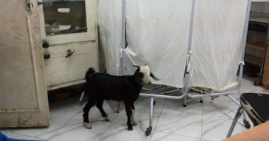 "واتس آب اليوم السابع":"معزة" فى غرفة كشف بمستشفى ساقلته المركزى بسوهاج