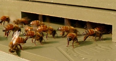 أسراب النحل تخرج قاطنى بناية سكنية فى السويد من شققهم