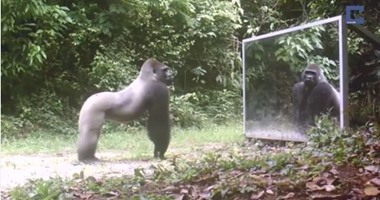 بالفيديو.. ردود أفعال مبهرة للحيوانات البرية لمشاهدة نفسها لأول مرة فى المرآة