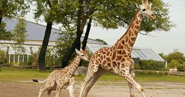"تشيستر" أطول زرافة حديثة الولادة تجذب الجمهور لحديقة حيوان ببريطانيا