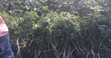أمن الشرقية يضبط 2300 شجرة لنبات البانجو المخدر مزروعة بفاقوس
