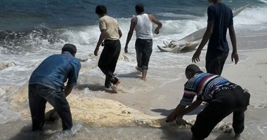 بالصور.. ظهور هيكل أحد الحيتان النافقة المتحللة على شاطئ الإسكندرية