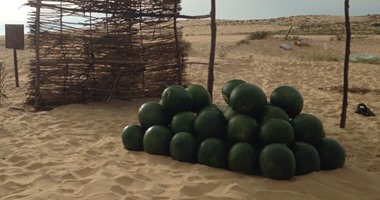 بالصور.. البطيخ السيناوى الخالى من الكيماويات يكسب فى رمضان