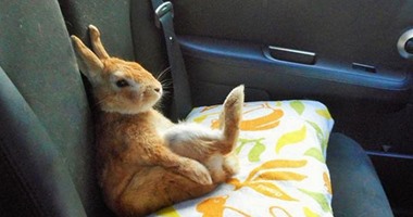 بالصور.. Koron أرنب لطيف يعرض مشاكل قصار القامة فى حياتهم اليومية