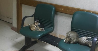 "واتس آب اليوم السابع": بالصور.. مستشفى صيدناوى بالزقازيق استراحة للقطط